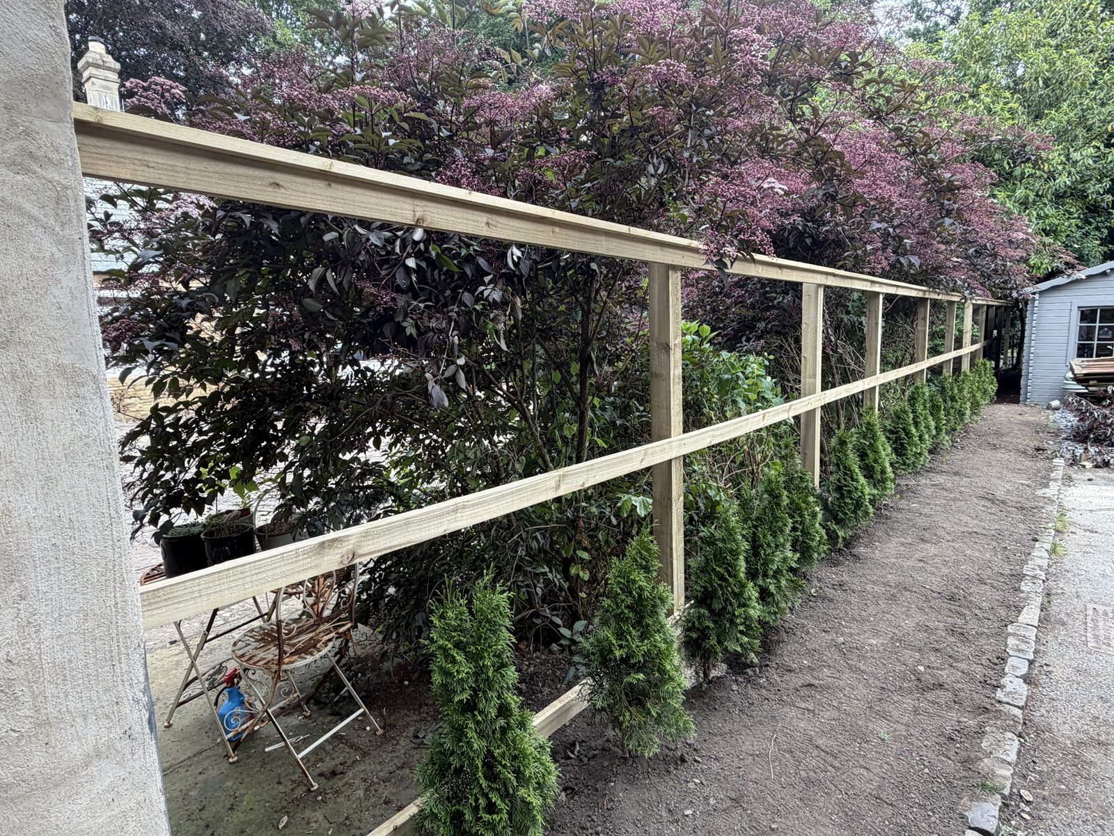 A post and rail fence with new hedge planting along a path